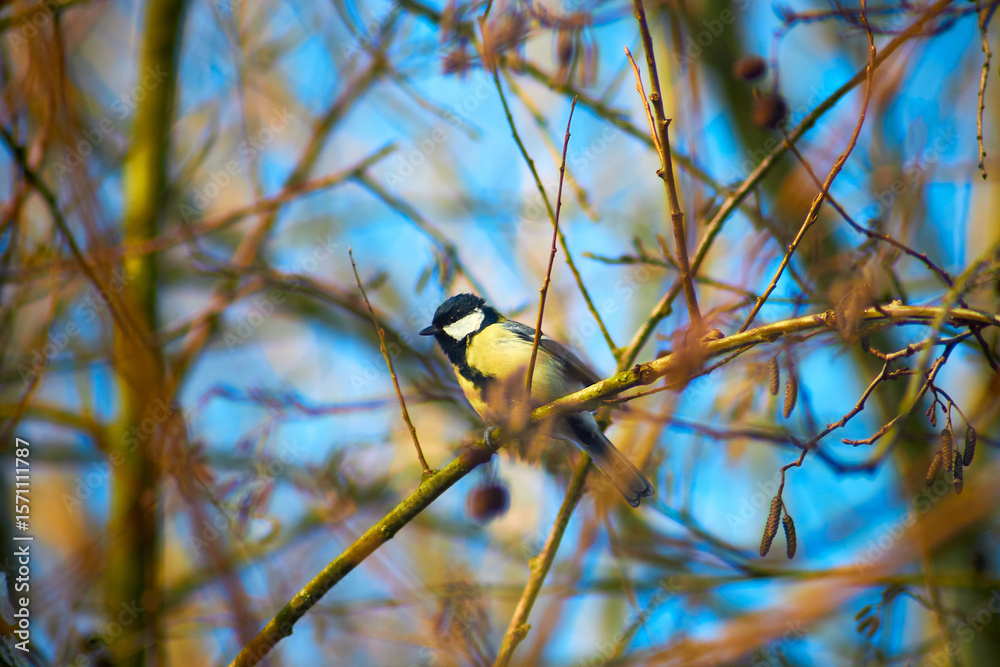 Naklejka premium Meise in den Ästen