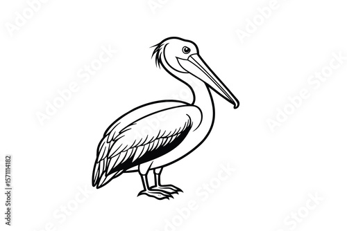 Detailed Pelican Bird Illustration in Black and White Silhouette