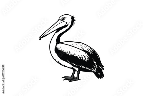 Pelican Bird Illustration in Black and White Silhouette Style