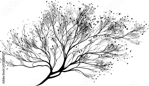 Silhouette of delicate tree branches with sparse leaves, elegant and artistic