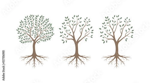 Various tree vectors. Forest and nature concept. Collection of different tree symbols. Education and training poster design. Vector drawn for plant and tree presentation.