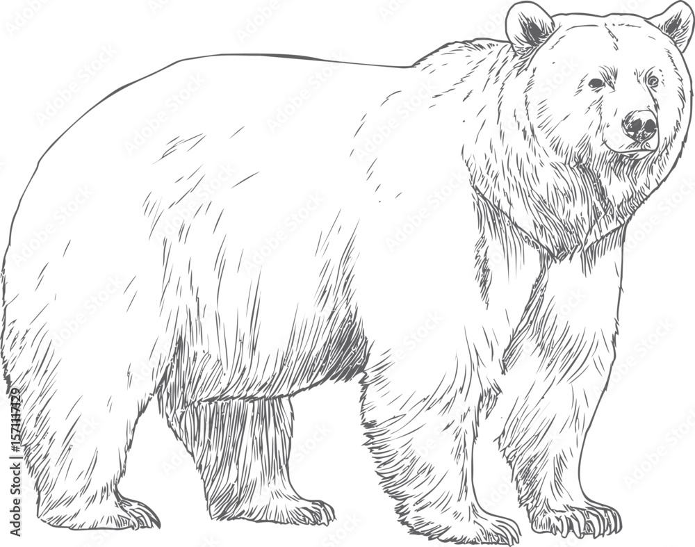 Obraz premium Detailed line art of a standing bear in black and white sketch style