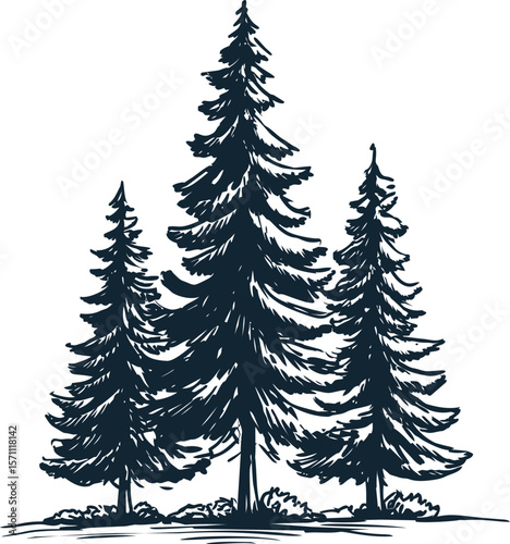 Illustration of three large pine trees with black outlines