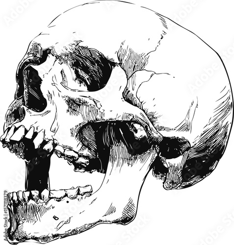 Detailed black and white illustration of a human skull in side profile