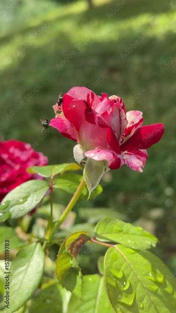 Two flies landing on red roses in a garden Two flies landing on red roses in a garden