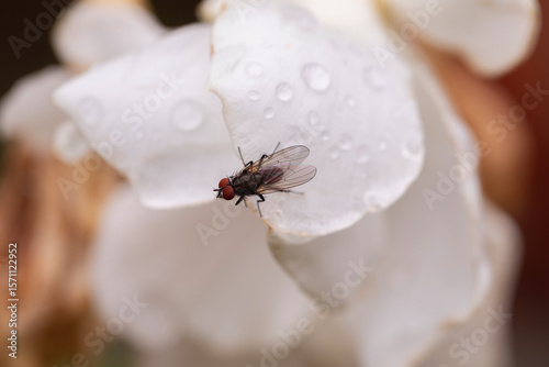 Close-up macro image of a housefly perched on a wet white flower petal, with visible water droplets, emphasizing natural harmony and microcosmic detail in nature