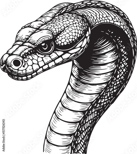 Cobra: A detailed illustration of a cobra, showcasing the snake's iconic head, scales and sinuous body, rendered in a classic illustration style, this image will enhance any design.