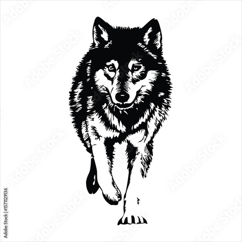 Majestic wolf walks forward, its intense gaze captured in a detailed black and white illustration isolated on white background, embodying strength