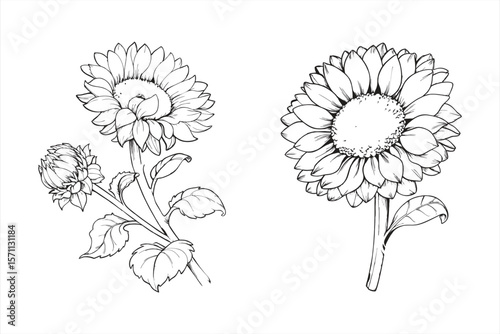 Detailed sunflower illustrations, isolated on white background, showcasing a blend of botanical art and vintage floral design elements