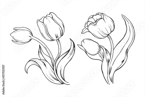 Tulip flower illustrations are isolated on white background, showcasing their elegant petals and stems in a botanical drawing