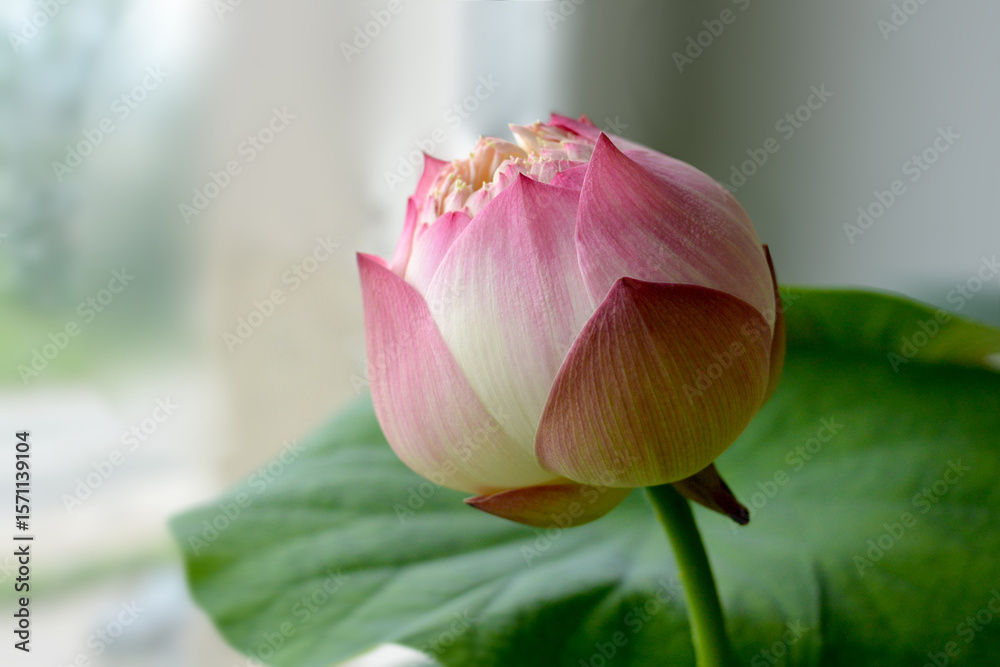 Lotus flower (Nelumbo, Nelumbo nucifera, Nelumbo komarovii). Beautiful blooming lotus. Lotus flower (Nelumbo, Nelumbo nucifera, Nelumbo komarovii). Beautiful blooming lotus.
