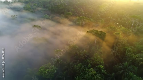 Wallpaper Mural Aerial Serenity, Captivating Morning Fog Over Lush Green Tropical Rainforest Torontodigital.ca