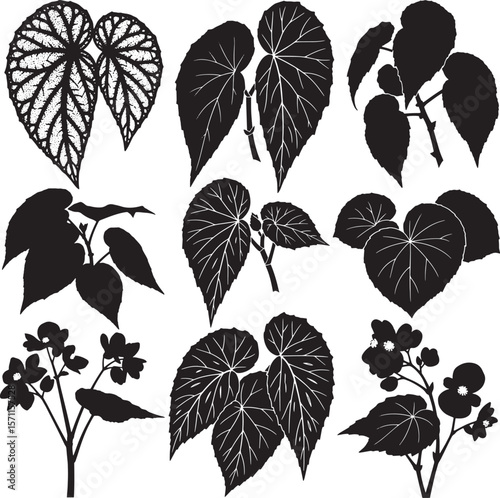 A versatile collection of begonia plant silhouettes, featuring various leaf shapes, intricate vein details, and delicate blossoms, ideal for botanical designs, patterns, elegant floral illustrations