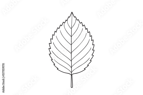 Simple outline drawing of a serrated leaf with veins isolated on white background.