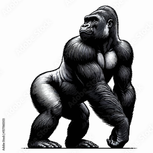 Black and White Illustration of Gorilla