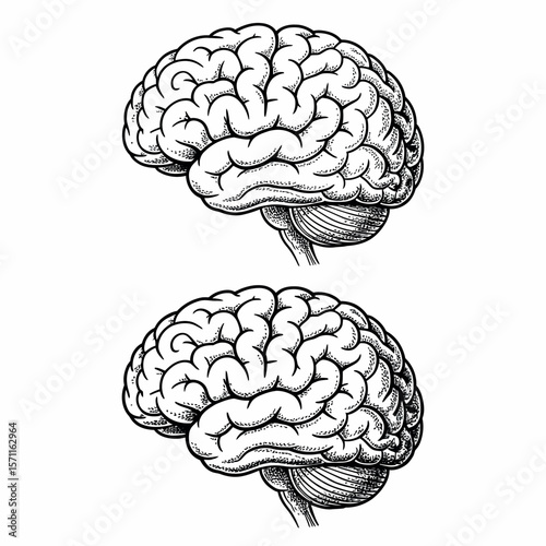 Isolated human brain vector illustration for medical anatomy and neurology