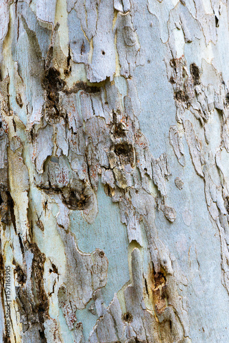 Close up of gum tree trunk with rough texture and peeling bark