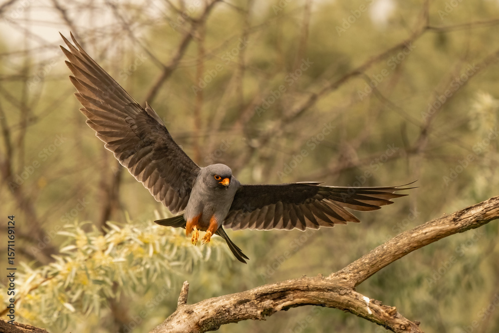 Obraz premium Male Red-footed Falcon (Falco vespertinus) in flight with wings spread wide. Striking action shot, ideal for wildlife, raptor species, and birdwatching-themed visuals.