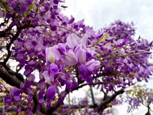Close-up of a wisteria tree branch featuring cascading purple flowers against a blurred sky background.