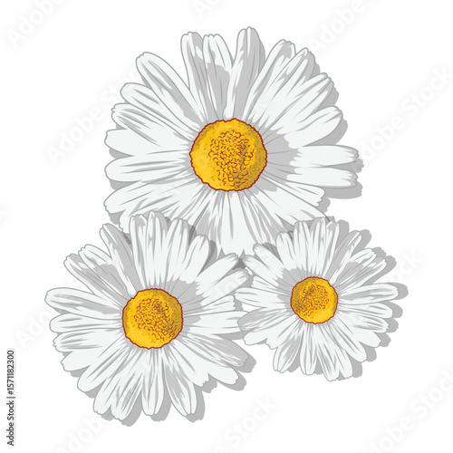 White flower drawing vector illustration