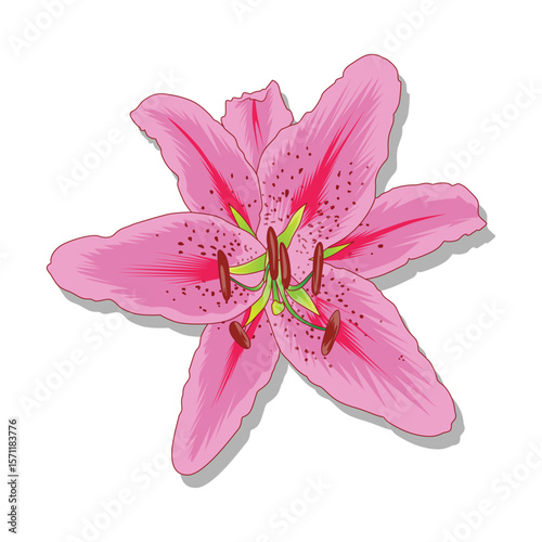 Close-up of a vibrant pink lily flower in full bloom against a white background.