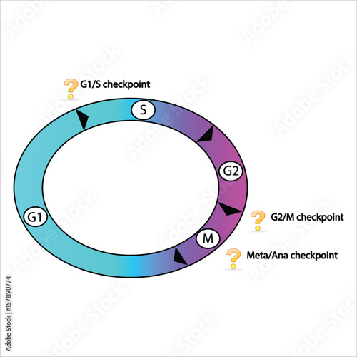 Cell Cycle Checkpoints