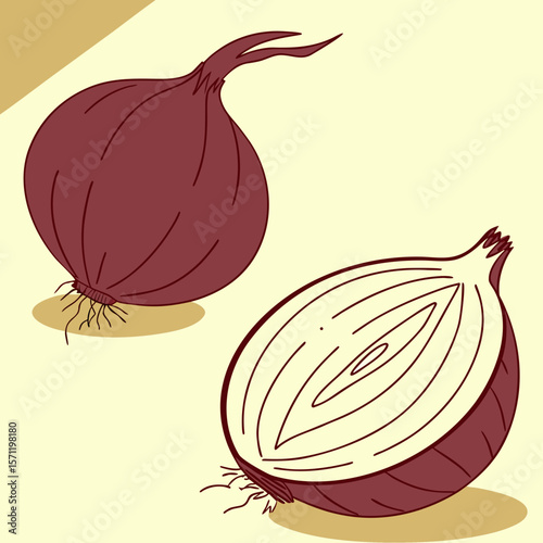 Onion and Half Onion Illustration