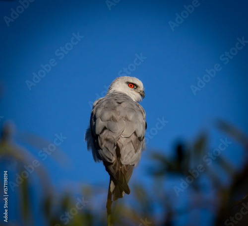 Black shoulder Kite  