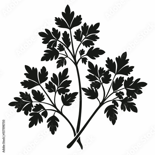  Parsley Leaf Plant – Black Vector Silhouette