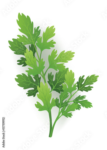A vibrant sprig of parsley with fresh green leaves on white