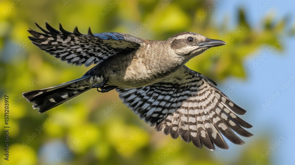 Obraz premium Bird in flight, mottled plumage