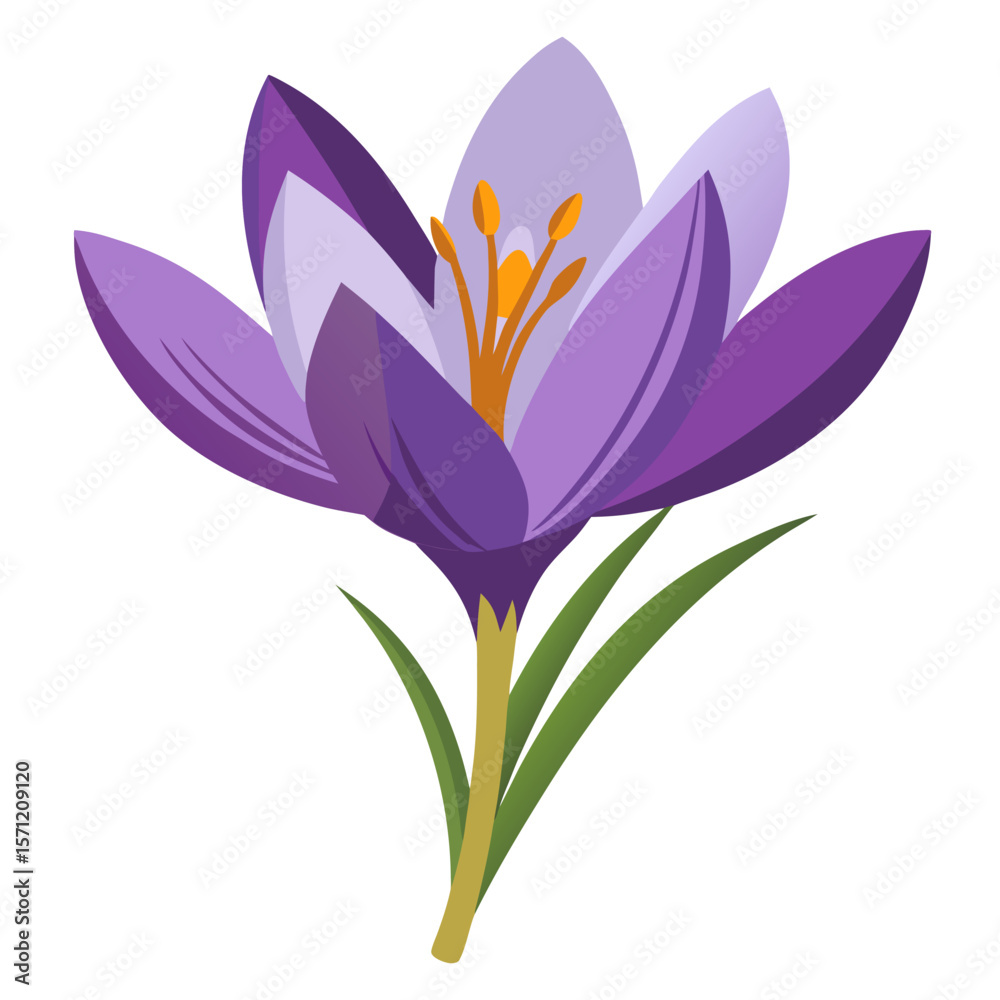 Fototapeta premium meadow saffron flower vector illustration on-white-background