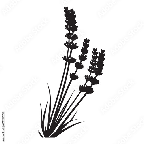 Black silhouette of lavender sprigs with leaves on a white background