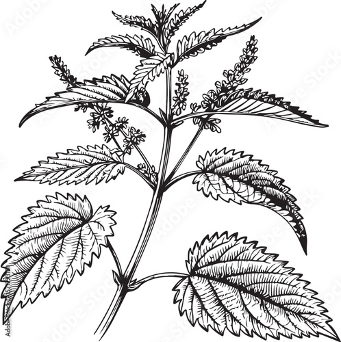 Nettle Vector Illustration, Sketch Drawing Line Linear Symbol Icon Engraving Coloring Book, Hand-drawn Black and White Isolated