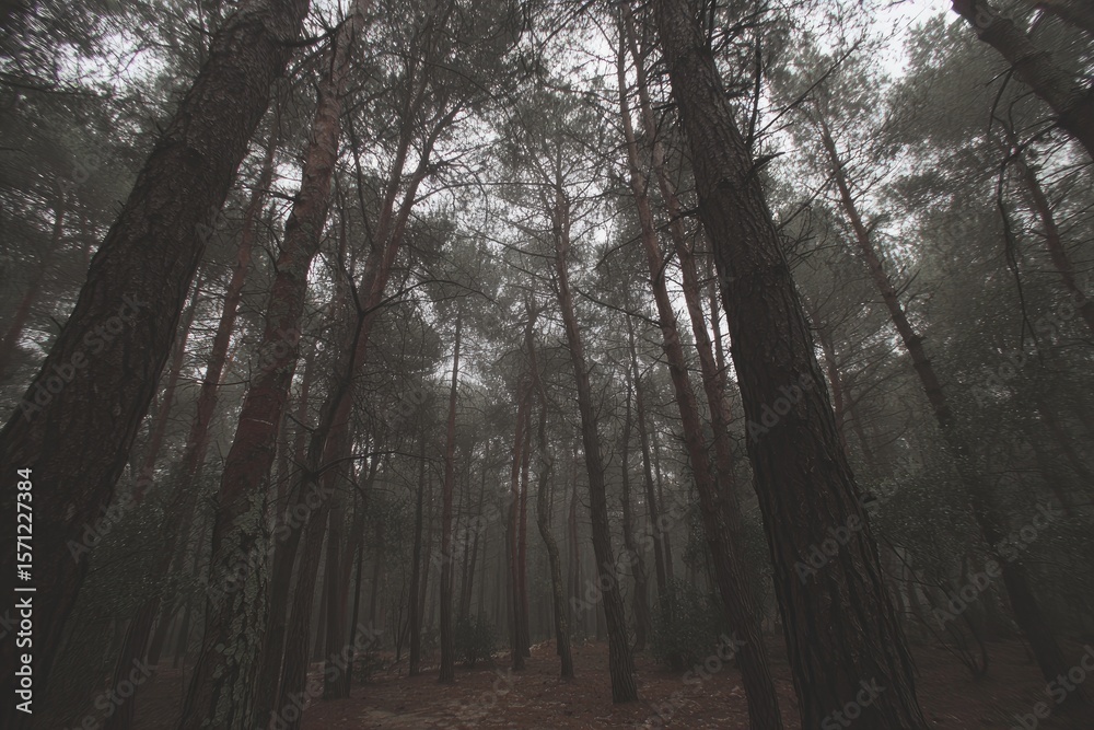 Obraz premium Misty forest interior, looking upward