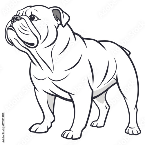 Cute, purebred bulldog puppies and a mature bulldog, isolated on white
