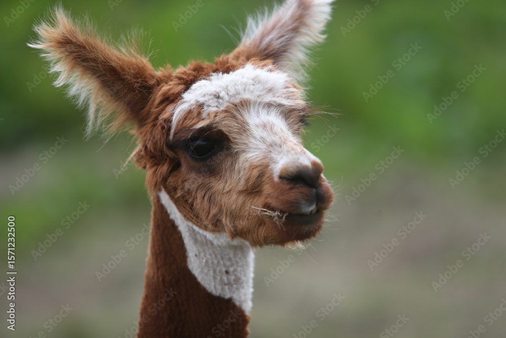 Fototapeta premium Alpaca close-up with fluffy fur