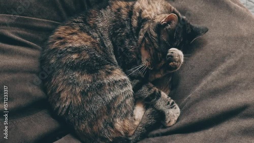 beautiful brown tabby cat grooming itself	

