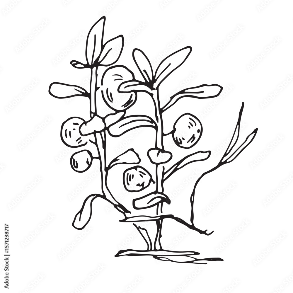Fototapeta premium Linear image of Karelian blueberry, northern marsh berry in sketch style