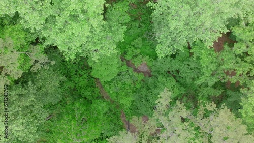 Wallpaper Mural A straight-down aerial shot reveals a lush, uninterrupted canopy of green trees with a faint trail weaving through the thick vegetation at Reflection Riding. Torontodigital.ca