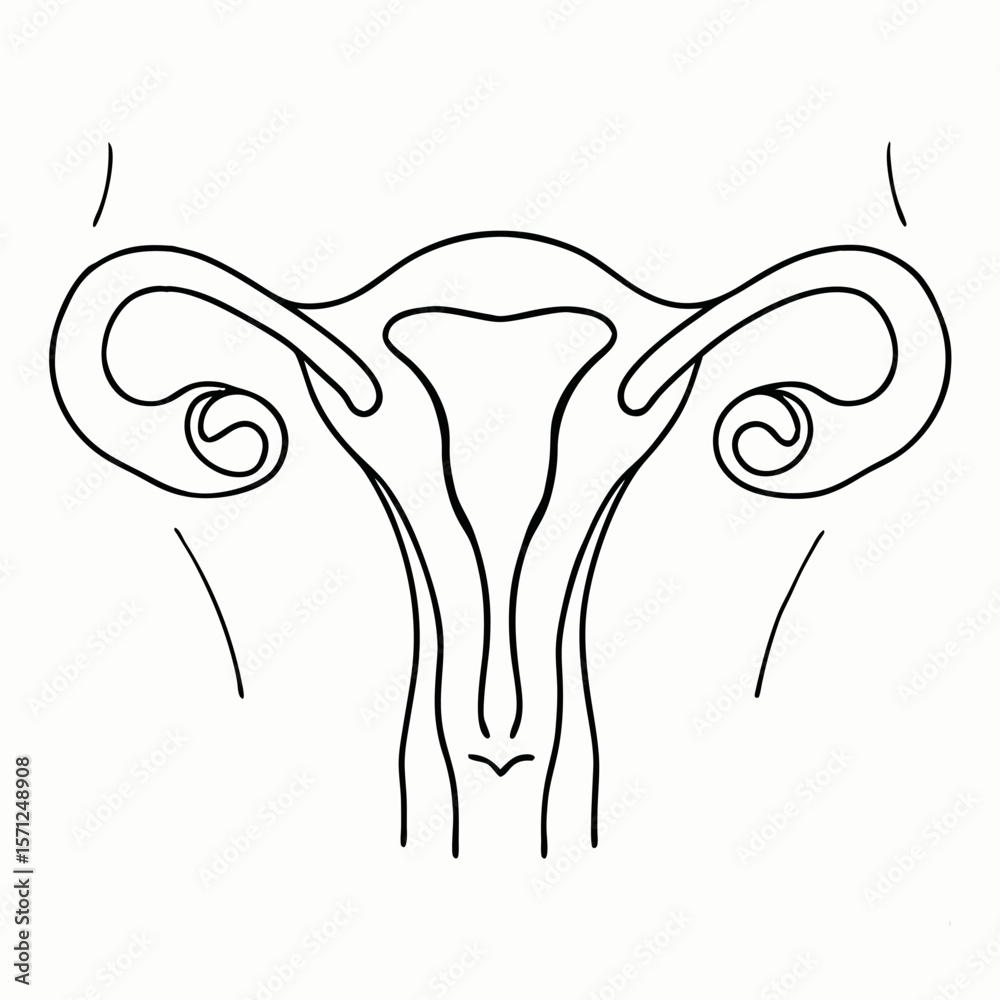 Obraz premium female reproductive system black line drawing for medical infographic