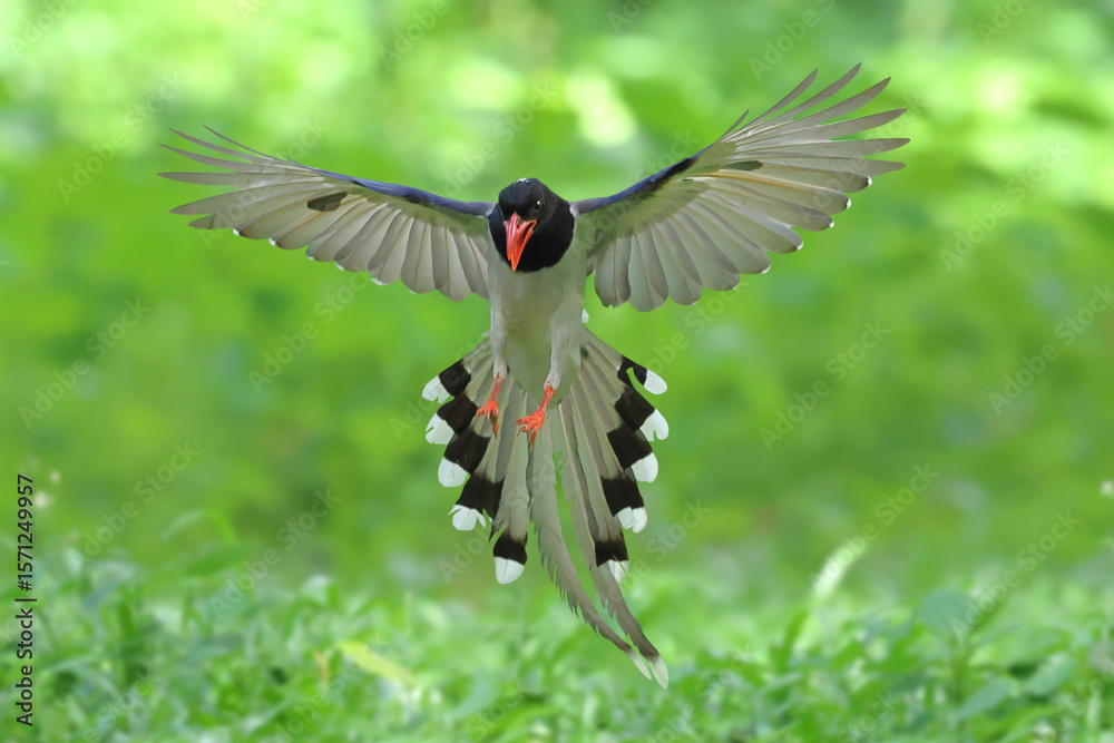 Naklejka premium A beautiful red-billed blue magpie flying in the forest.