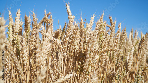 Ears of wheat against a clear blue sky