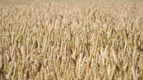 A field of almost ripe wheat