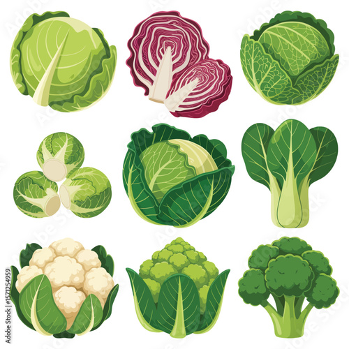 Collection of fresh green and red cabbage cauliflower broccoli bok choy and brussels sprouts