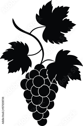 grapevine on white background.eps
