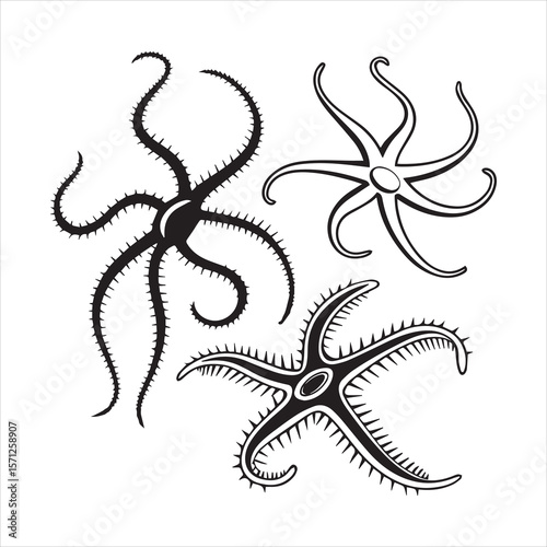 brittle star silhouette vector art