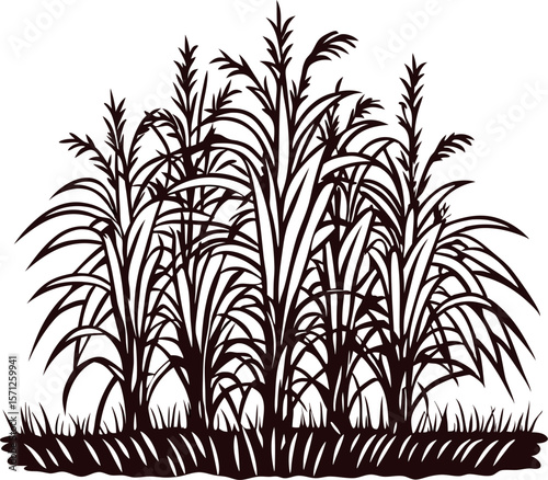 Black silhouette sugarcane plants growing in cluster with detailed grassy leaves and stems on white background illustration