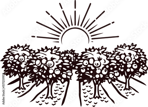 Orchard trees loaded with fruit under rising sun vintage engraving illustration