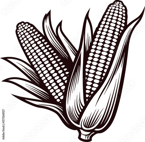 Detailed hand drawn vintage illustration of corn cob with husks isolated on white background